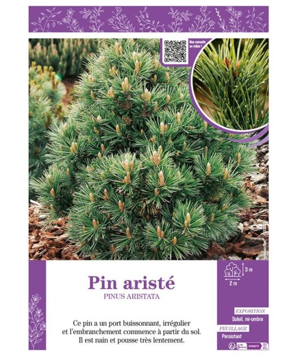 PINUS ARISTATA voir Pin aristé