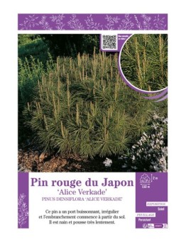 PINUS DENSIFLORA ALICE VERKADE voir PIN ROUGE DU JAPON