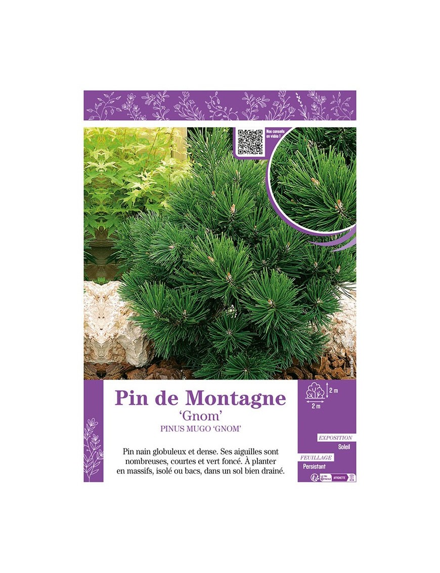 PINUS MUGO GNOM voir PIN DE MONTAGNE