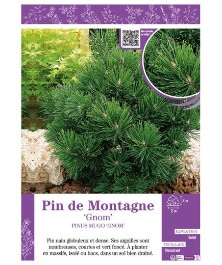 PINUS MUGO GNOM voir PIN DE MONTAGNE