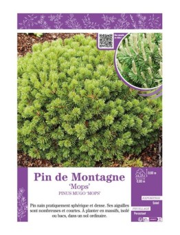 PINUS MUGO MOPS voir PIN DE MONTAGNE