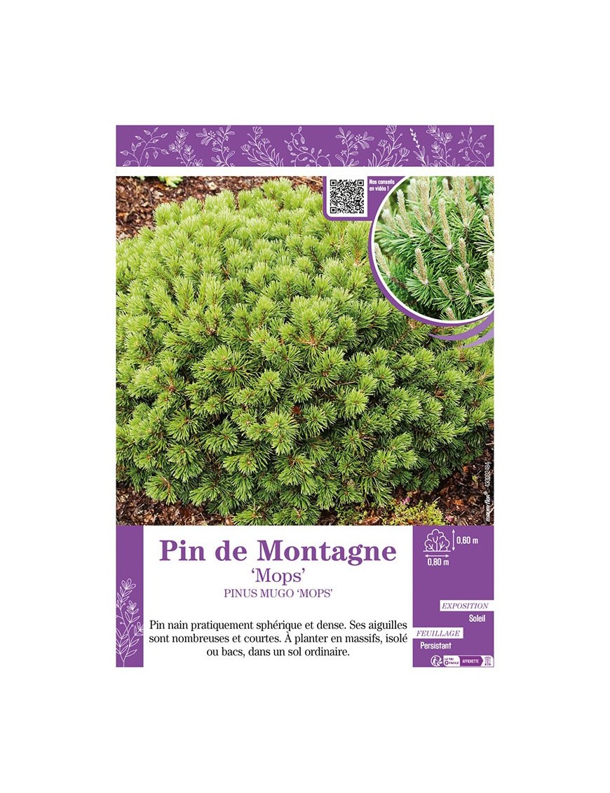 PINUS MUGO MOPS voir PIN DE MONTAGNE