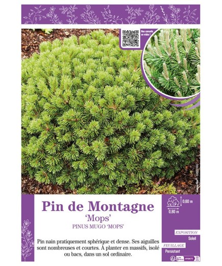 PINUS MUGO MOPS voir PIN DE MONTAGNE