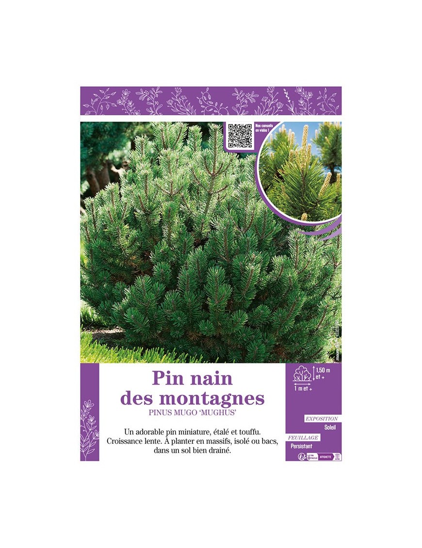 PINUS MUGO MUGHUS voir PIN NAIN DES MONTAGNES