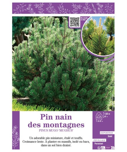 PINUS MUGO MUGHUS voir PIN NAIN DES MONTAGNES