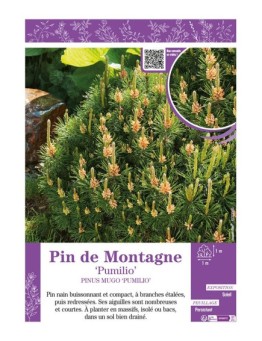 PINUS MUGO PUMILIO voir PIN DE MONTAGNE