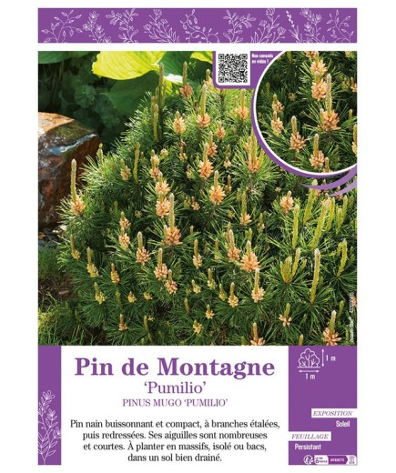 PINUS MUGO PUMILIO voir PIN DE MONTAGNE