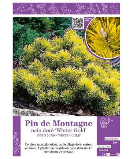 PINUS MUGO WINTER GOLD voir PIN DE MONTAGNE NAIN DORÉ