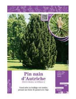 PINUS NIGRA AUSTRIACA voir PIN NAIN D'AUTRICHE