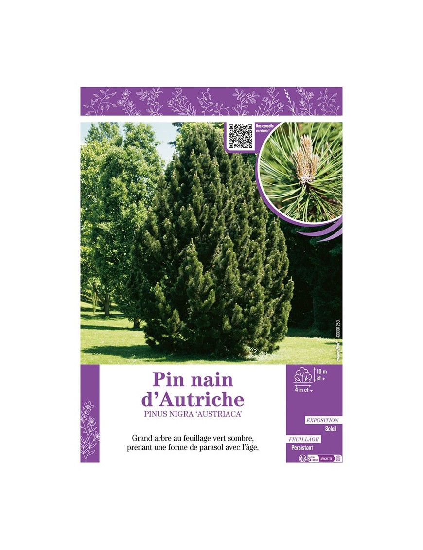 PINUS NIGRA AUSTRIACA voir PIN NAIN D'AUTRICHE