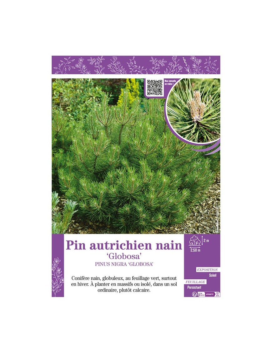 PINUS NIGRA GLOBOSA voir PIN AUTRICHIEN NAIN