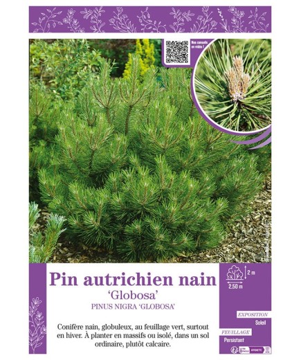 PINUS NIGRA GLOBOSA voir PIN AUTRICHIEN NAIN