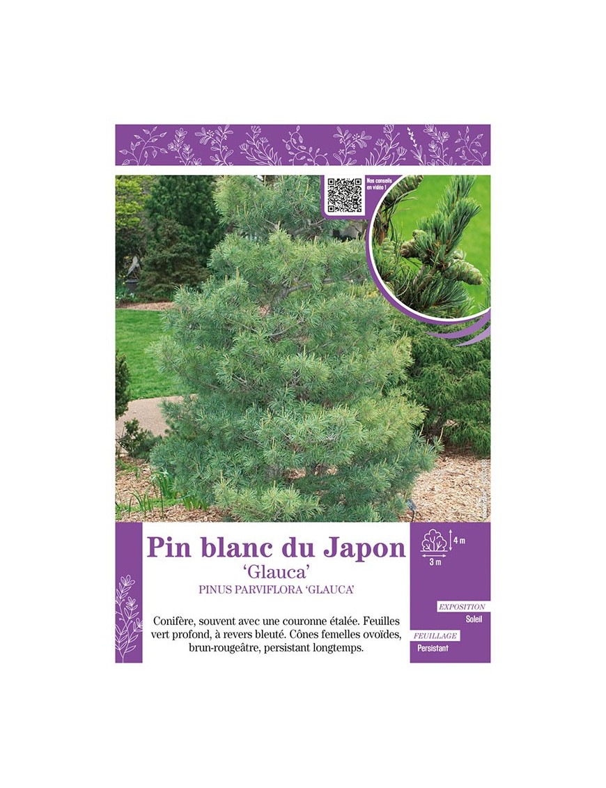 PINUS PARVIFLORA GLAUCA voir PIN BLANC DU JAPON