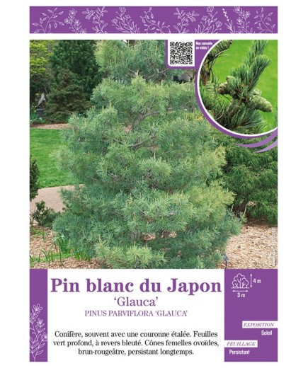 PINUS PARVIFLORA GLAUCA voir PIN BLANC DU JAPON