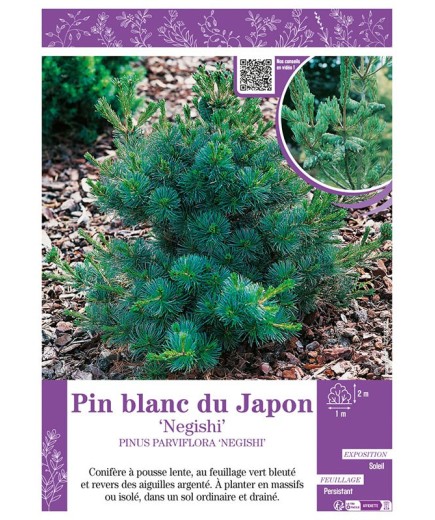PINUS PARVIFLORA NEGISHI voir PIN BLANC DU JAPON