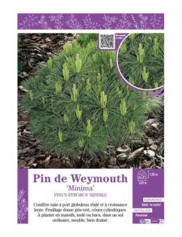 PINUS STROBUS MINIMA voir PIN DE WEYMOUTH