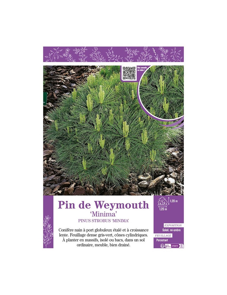 PINUS STROBUS MINIMA voir PIN DE WEYMOUTH