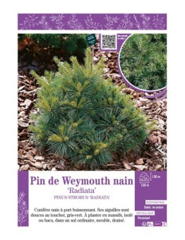 PINUS STROBUS RADIATA voir PIN DE WEYMOUTH NAIN