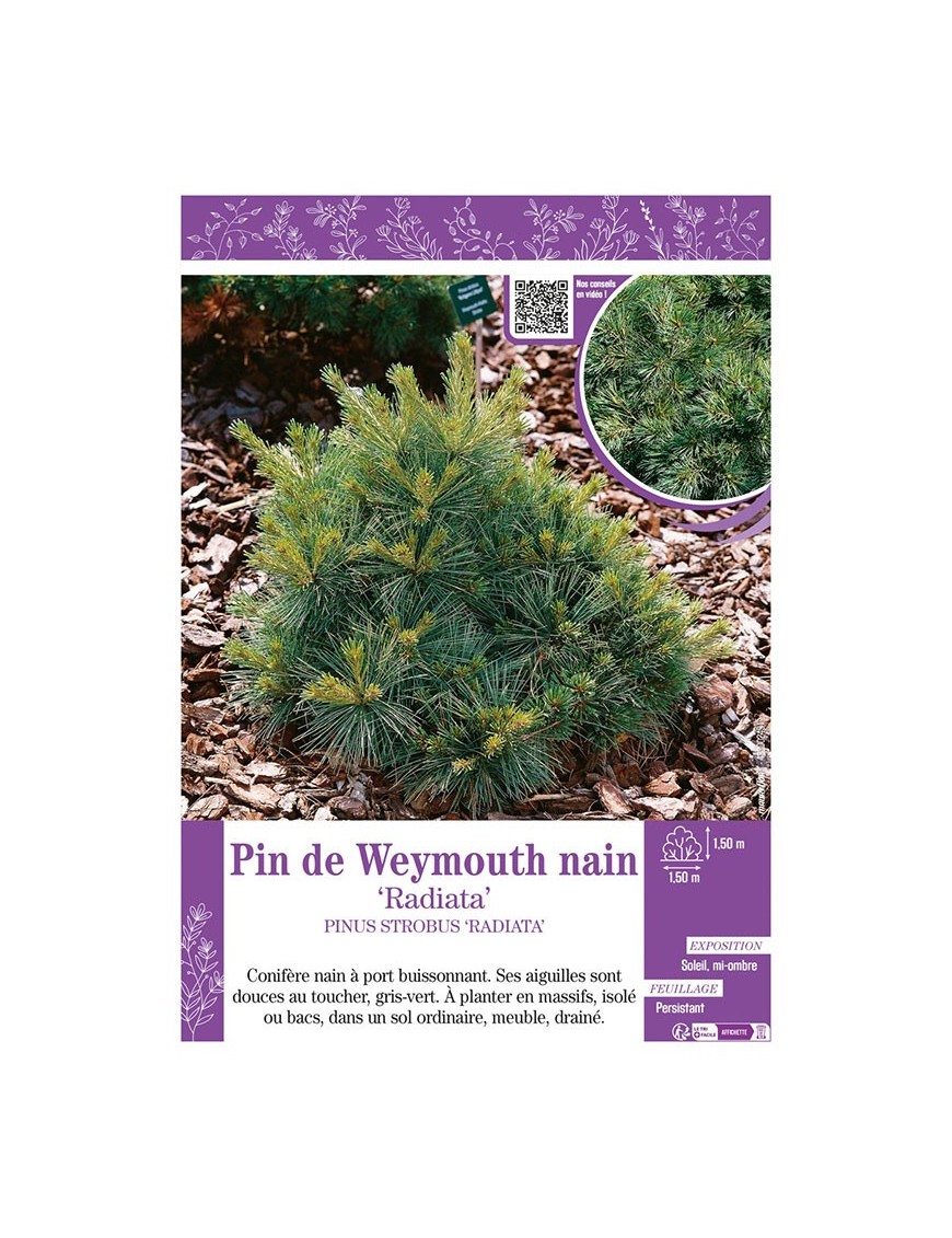 PINUS STROBUS RADIATA voir PIN DE WEYMOUTH NAIN
