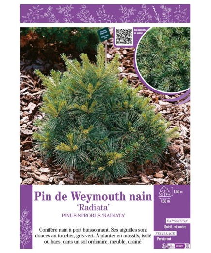 PINUS STROBUS RADIATA voir PIN DE WEYMOUTH NAIN