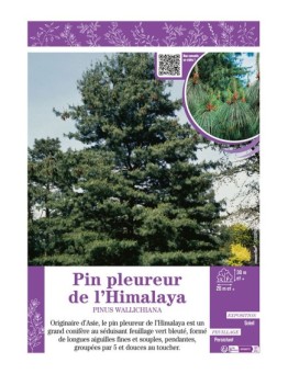 PINUS WALLICHIANA voir PIN PLEUREUR DE L'HIMALAYA