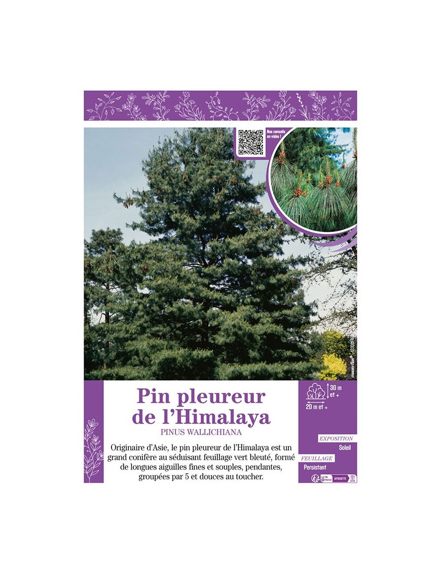 PINUS WALLICHIANA voir PIN PLEUREUR DE L'HIMALAYA