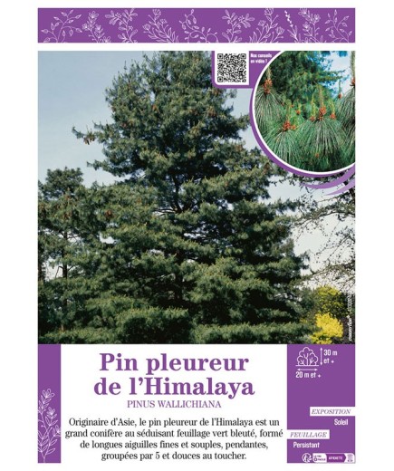 PINUS WALLICHIANA voir PIN PLEUREUR DE L'HIMALAYA