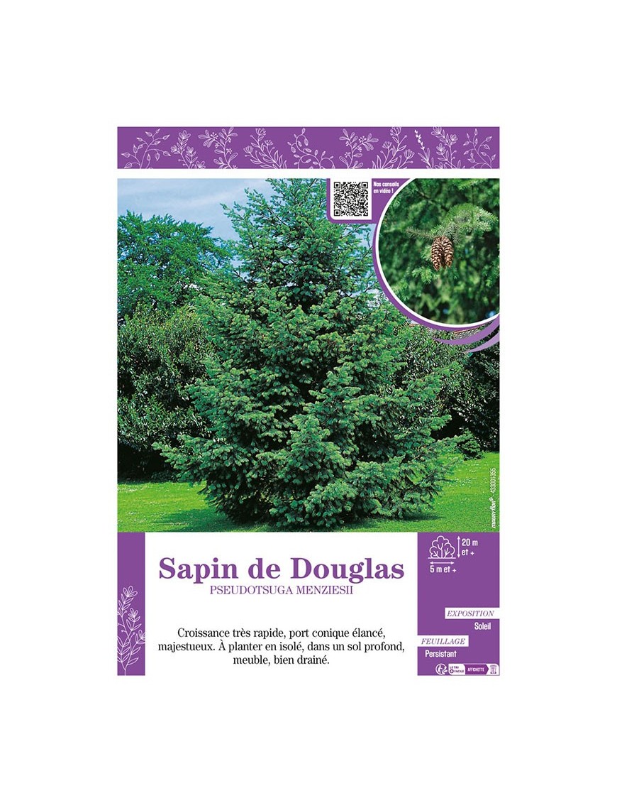 PSEUDOTSUGA MENZIESII voir SAPIN DE DOUGLAS