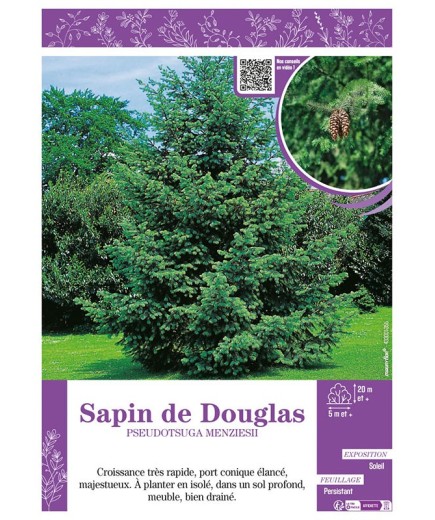 PSEUDOTSUGA MENZIESII voir SAPIN DE DOUGLAS