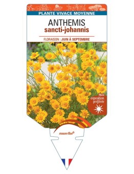 ANTHEMIS SANCTI-JOHANNIS (orange)