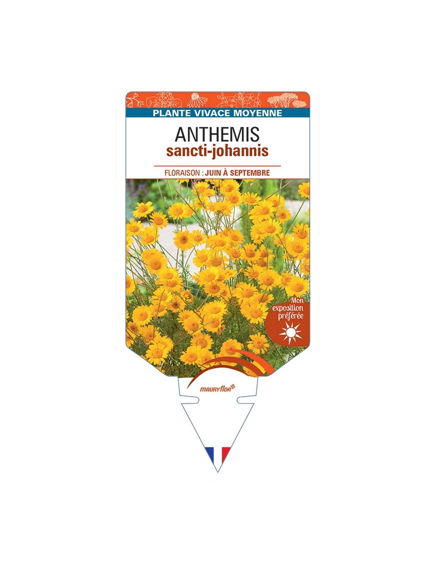 ANTHEMIS SANCTI-JOHANNIS (orange)