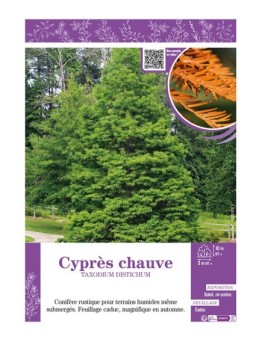 TAXODIUM DISTICHUM voir CYPRÈS CHAUVE