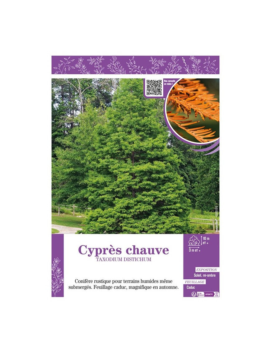 TAXODIUM DISTICHUM voir CYPRÈS CHAUVE