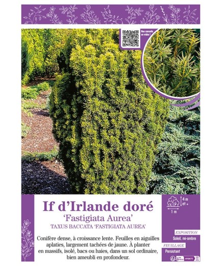 TAXUS BACCATA FASTIGIATA AUREA voir IF D'RLANDE DORÉ