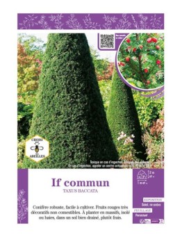 TAXUS BACCATA voir IF COMMUN
