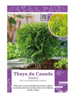 THUJA OCCIDENTALIS DANICA voir THUYA DU CANADA