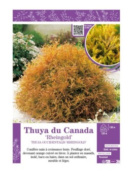 THUJA OCCIDENTALIS RHEINGOLD voir THUYA DU CANADA