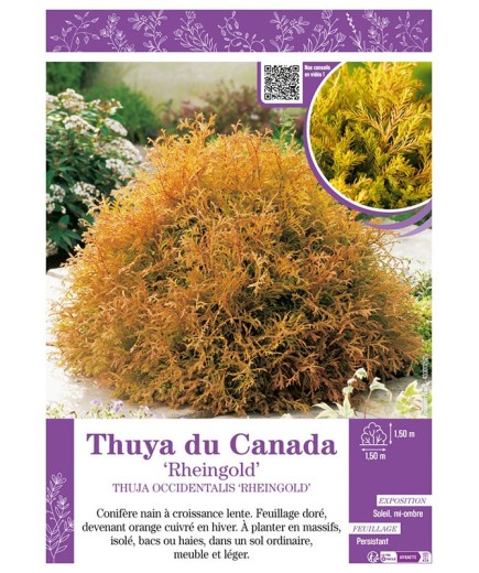 THUJA OCCIDENTALIS RHEINGOLD voir THUYA DU CANADA