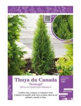 THUJA OCCIDENTALIS SMARAGD (ÉMERAUDE) voir THUYA DU CANADA