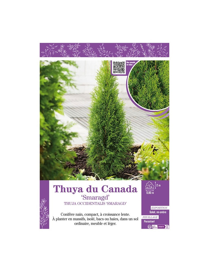 THUJA OCCIDENTALIS SMARAGD (ÉMERAUDE) voir THUYA DU CANADA
