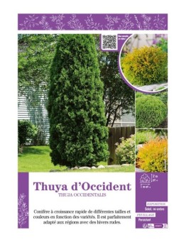 THUJA OCCIDENTALIS voir THUYA D'OCCIDENT (varié)