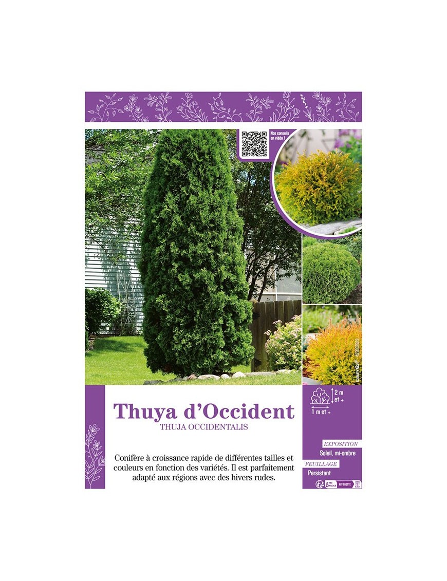 THUJA OCCIDENTALIS voir THUYA D'OCCIDENT (varié)
