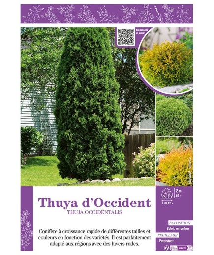 THUJA OCCIDENTALIS voir THUYA D'OCCIDENT (varié)