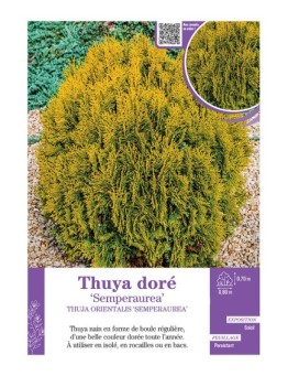 THUJA ORIENTALIS SEMPERAUREA voir THUYA DORÉ