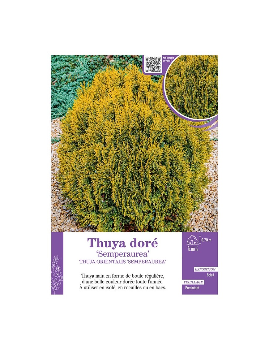 THUJA ORIENTALIS SEMPERAUREA voir THUYA DORÉ