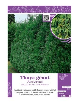THUJA PLICATA ATROVIRENS voir THUYA GÉANT
