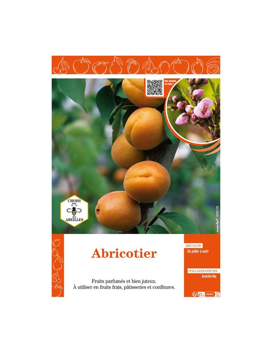 ABRICOTIER