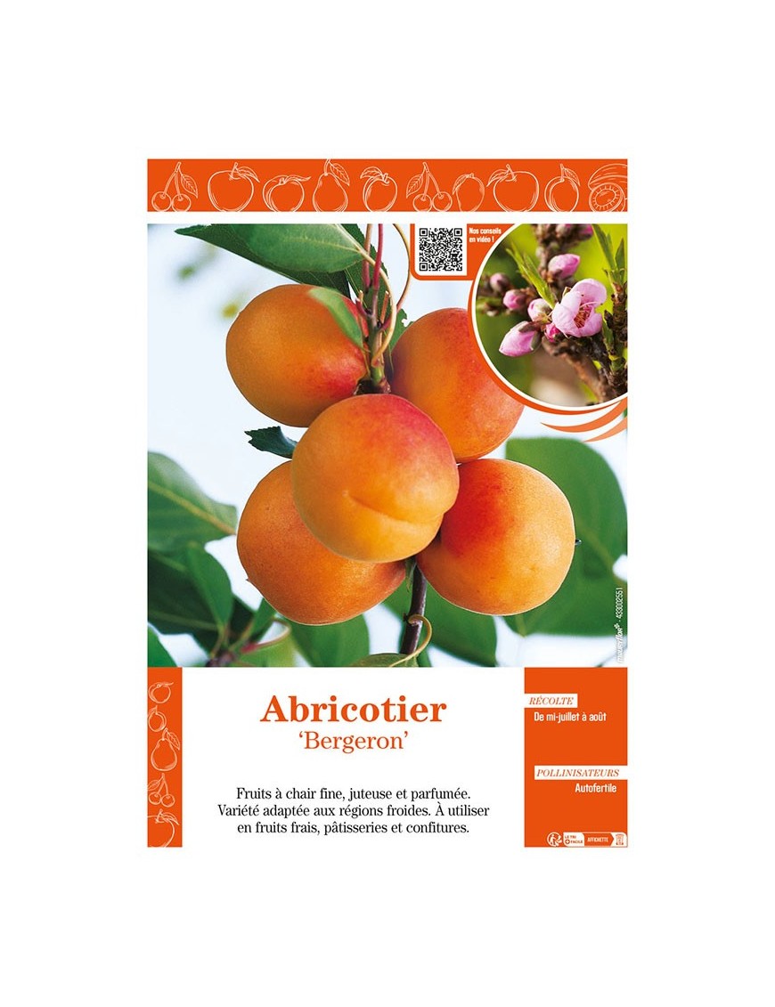 ABRICOTIER BERGERON