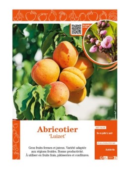 ABRICOTIER LUIZET