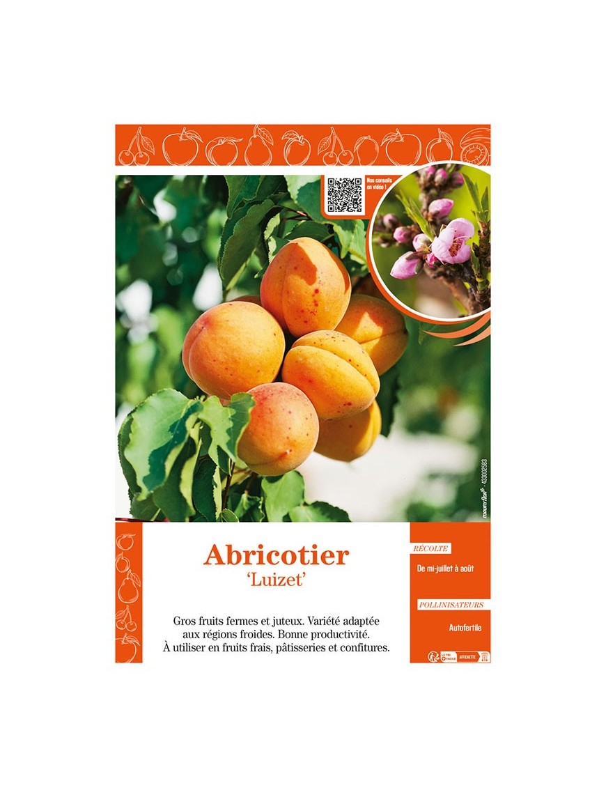 ABRICOTIER LUIZET
